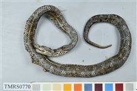 藏品(菊池氏龜殼花)的圖片